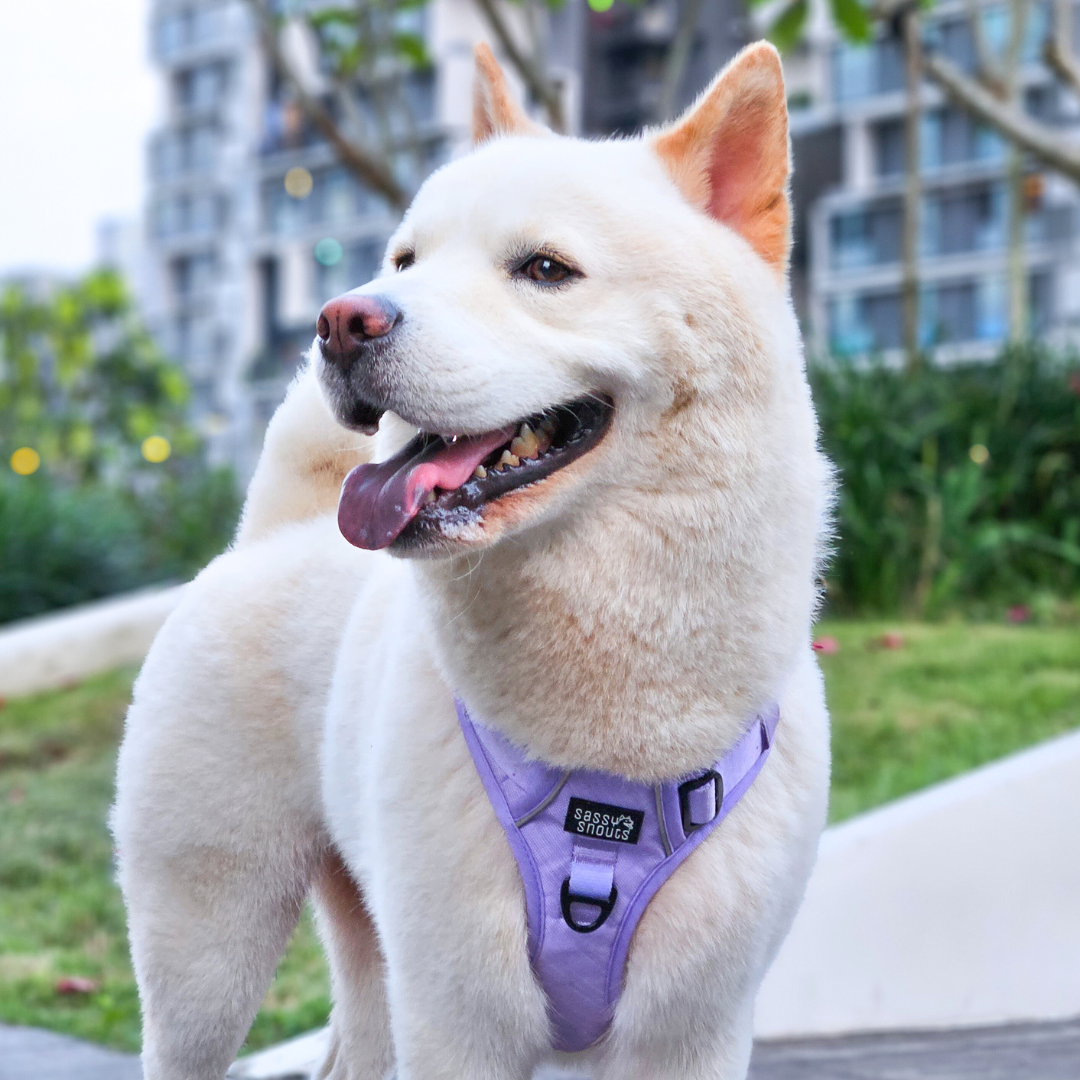 Classic Harness in Lilac (Gen 2.0)