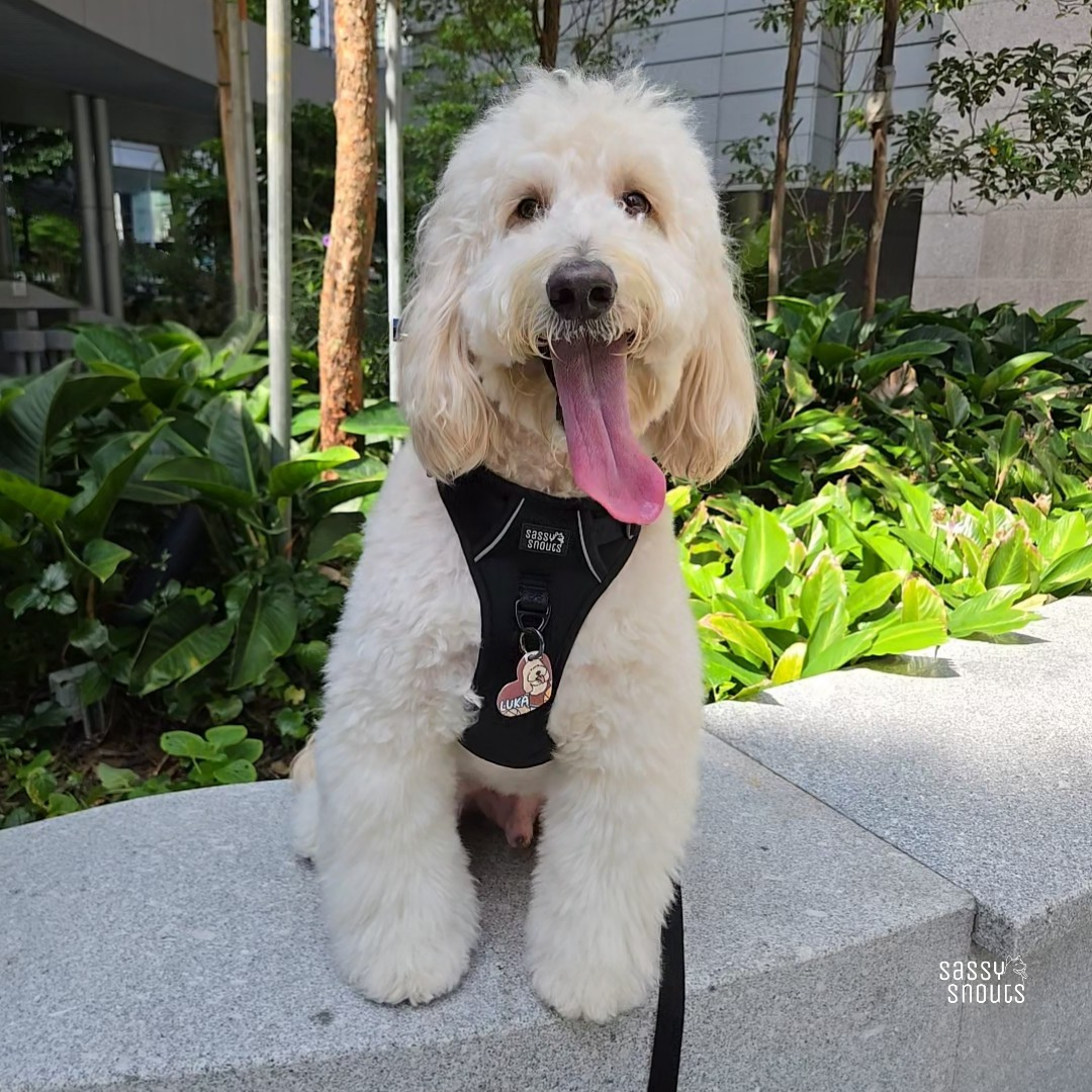 Signature Multi-way Leash (2.5 cm) in Luxe Black