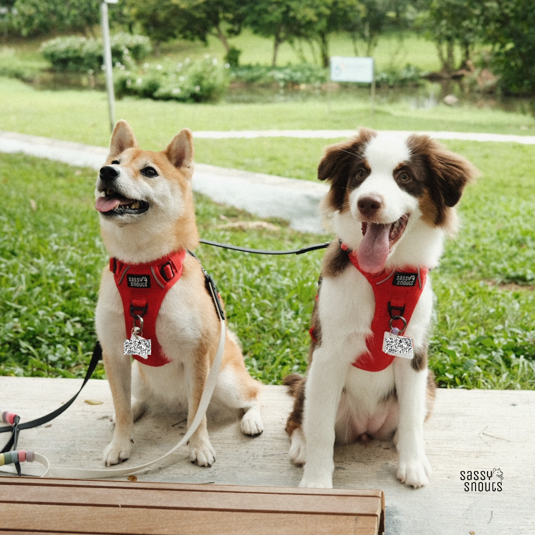 Signature Harness in Poppy Red