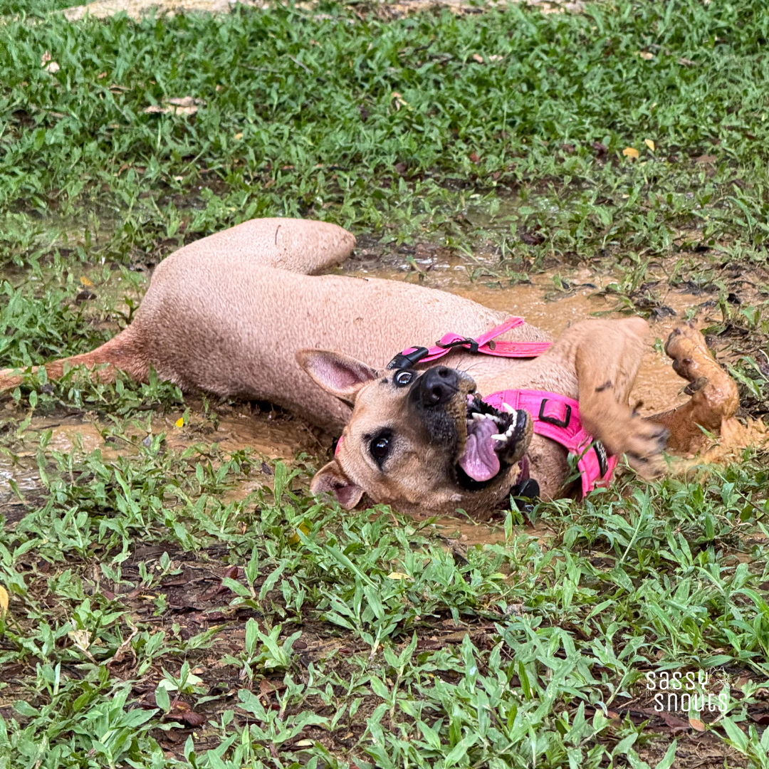 Splash Harness in Coral (Gen 2.0)