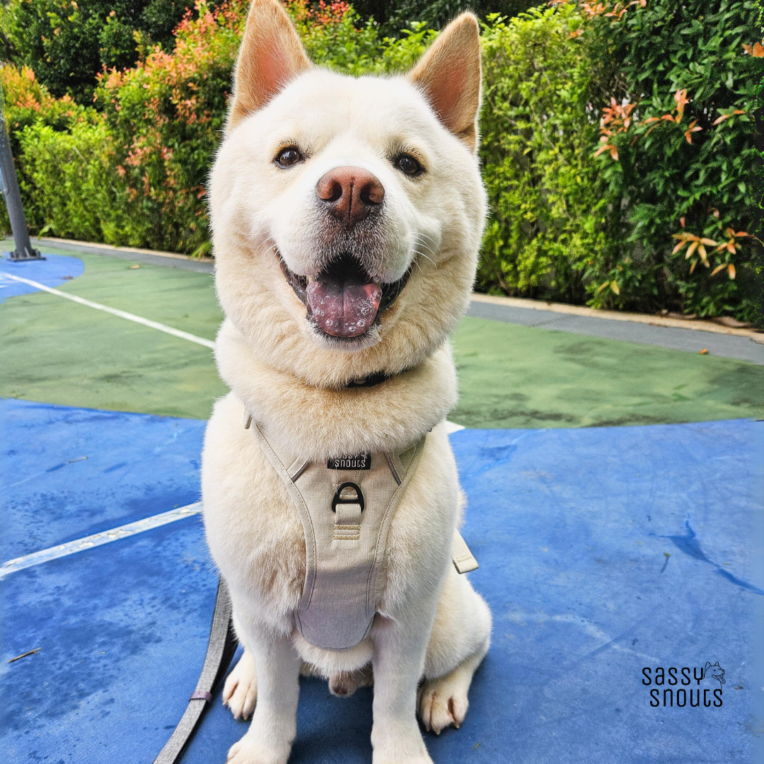Classic Harness (W) in Sand (Gen 2.0)