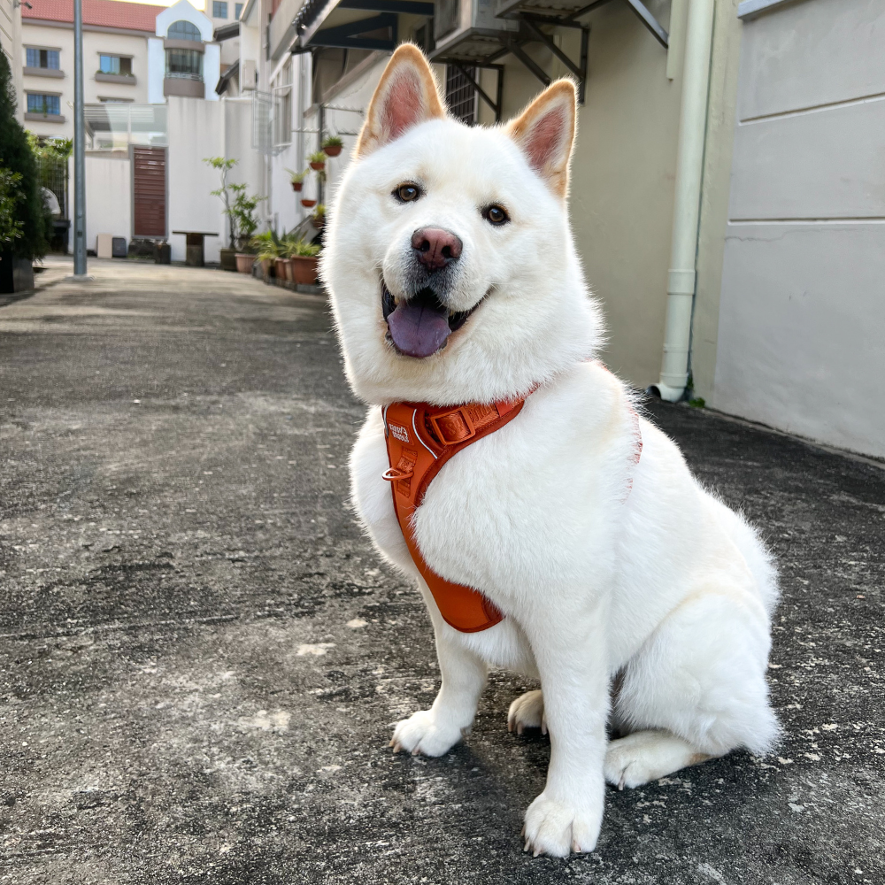 Signature Harness in Caramel (Gen 1.0)