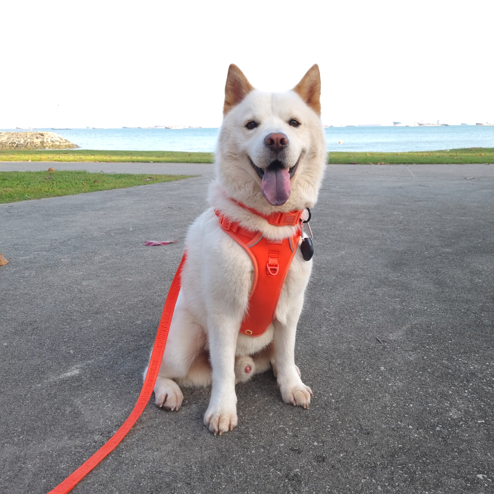 Signature Multi-way Leash in Vermilion (Gen 2.0)