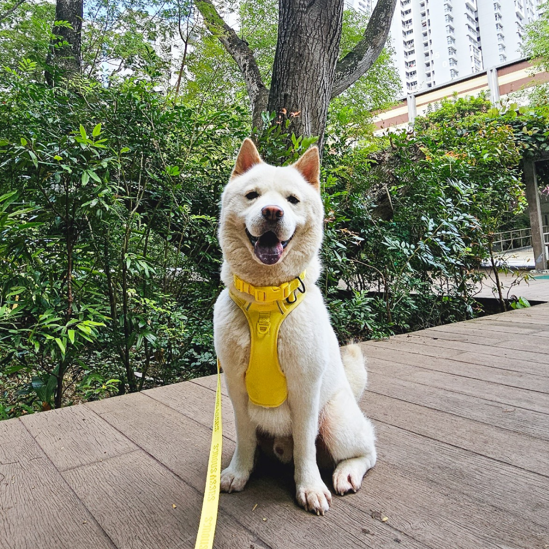 Signature Collar in Sunflower