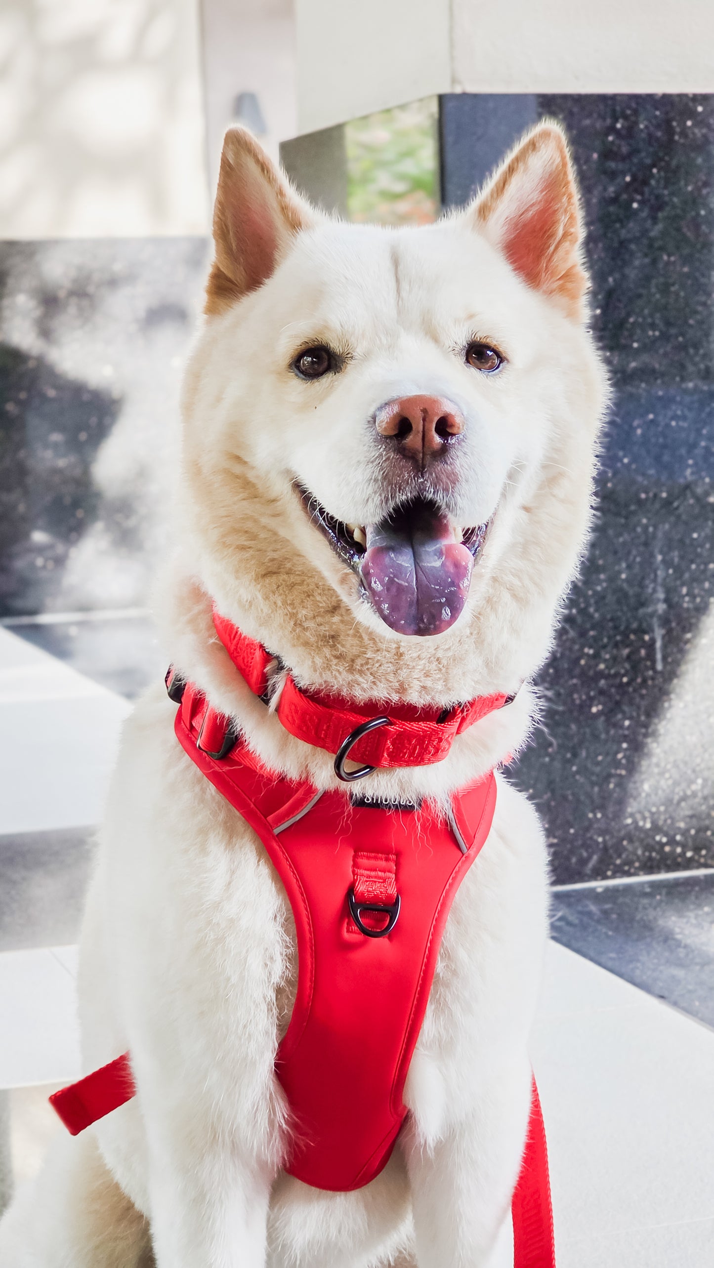 Signature Martingale Collar in Poppy Red