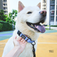 Classic Martingale Collar in Light Denim