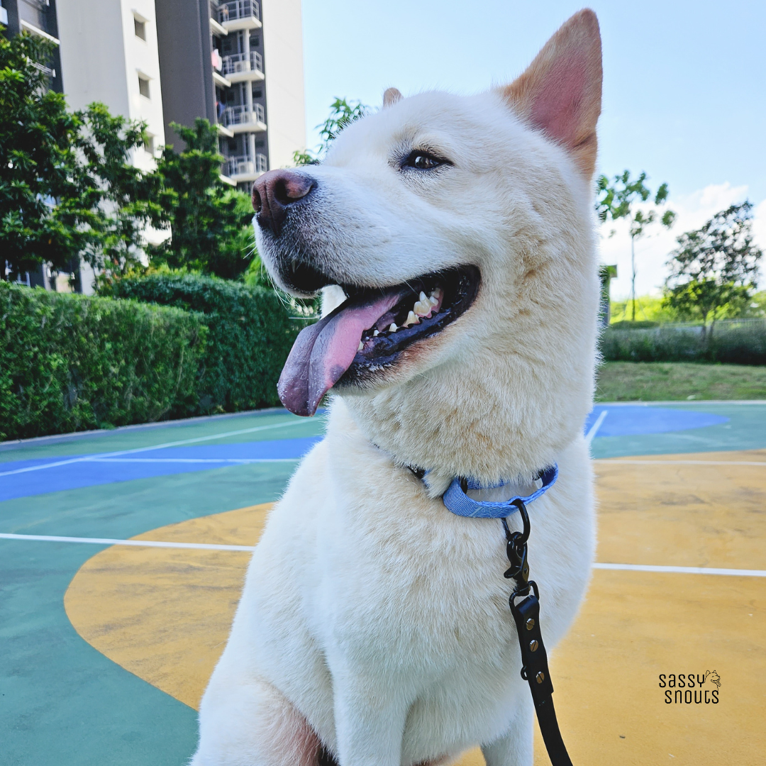 Classic Martingale Collar in Light Denim
