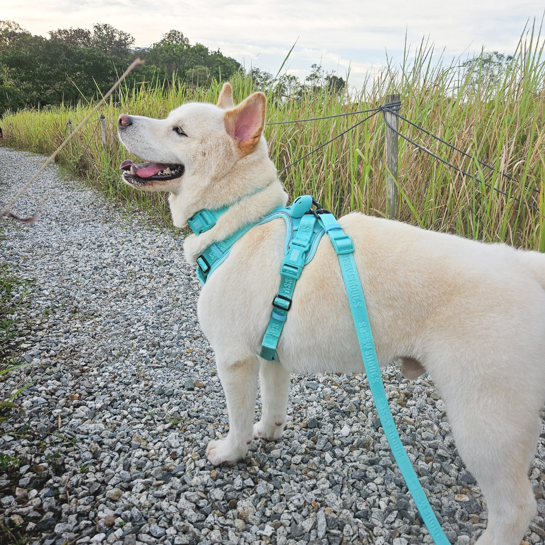 Signature Collar in Turquoise