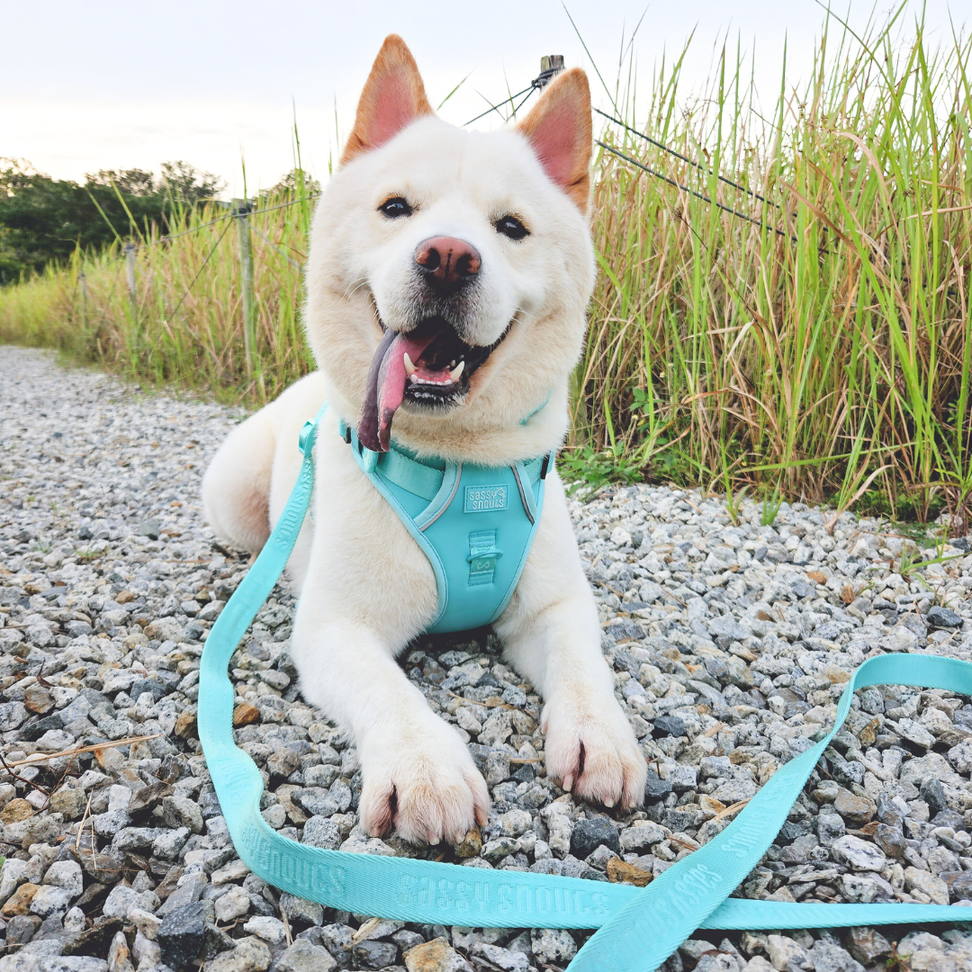 Signature Multi-way Leash in Turquoise (Gen 2.0)