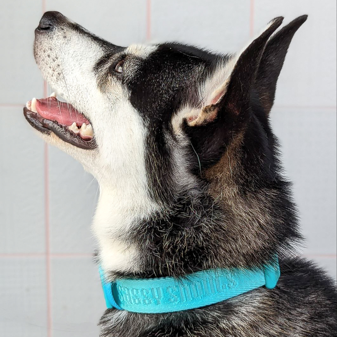 Signature Collar in Turquoise