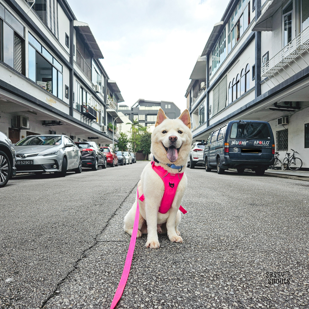 Signature Harness in Flamingo (Gen 2.0)
