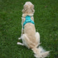 Signature Harness in Turquoise (Gen 2.0)