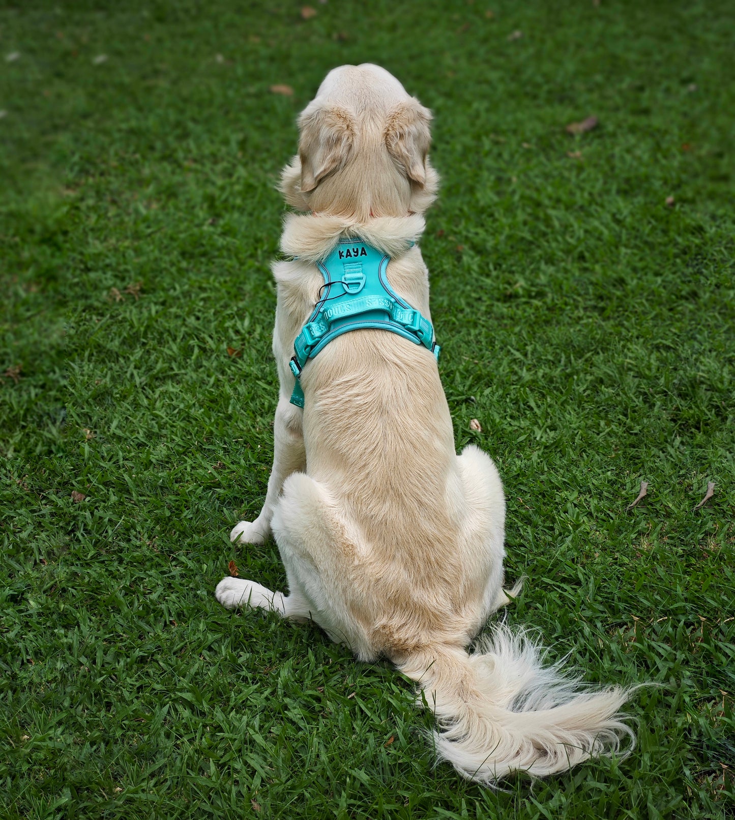 Signature Harness in Turquoise (Gen 2.0)