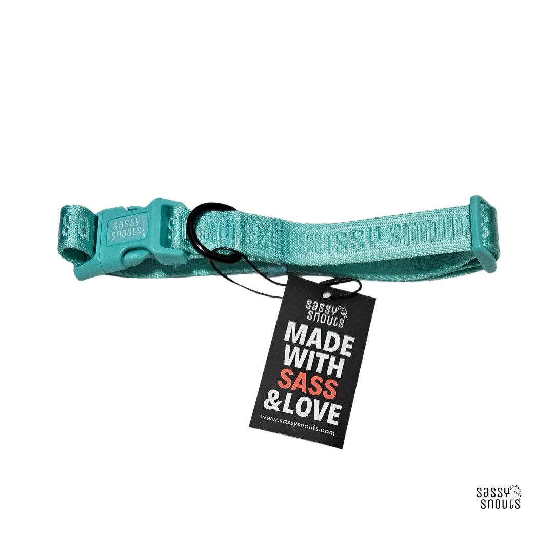 Signature Collar in Turquoise