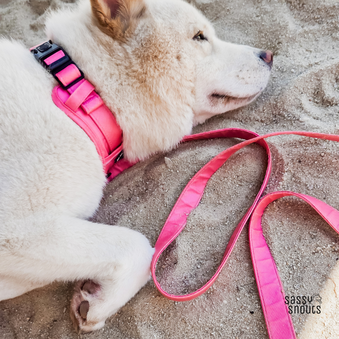 Splash Multi-way Leash in Coral (Gen 2.0)