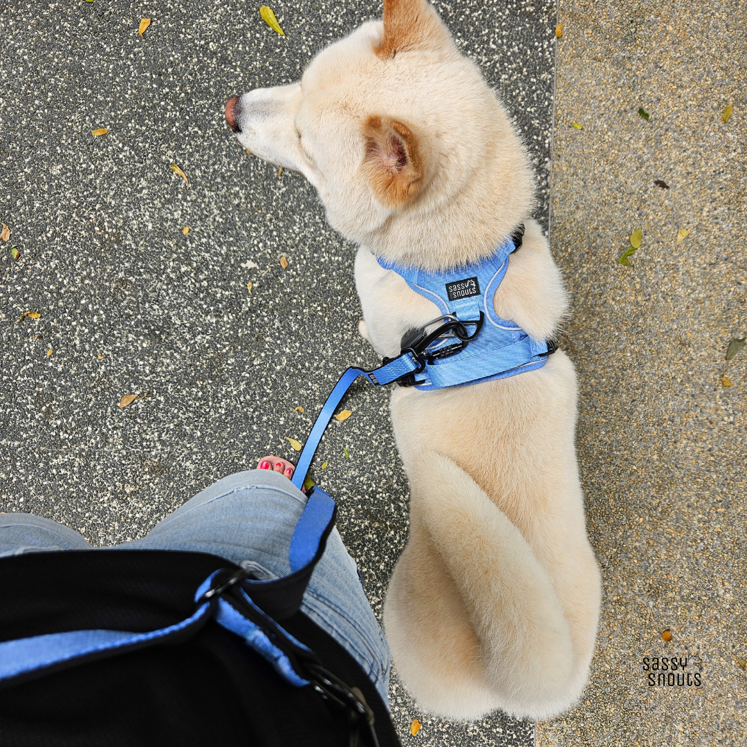 Classic Multi-way Padded Leash in Light Denim (Gen 2.0)