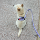 Classic Multi-way Padded Leash in Lilac (Gen 2.0)