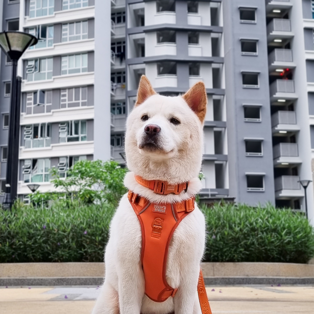 Signature Collar in Caramel